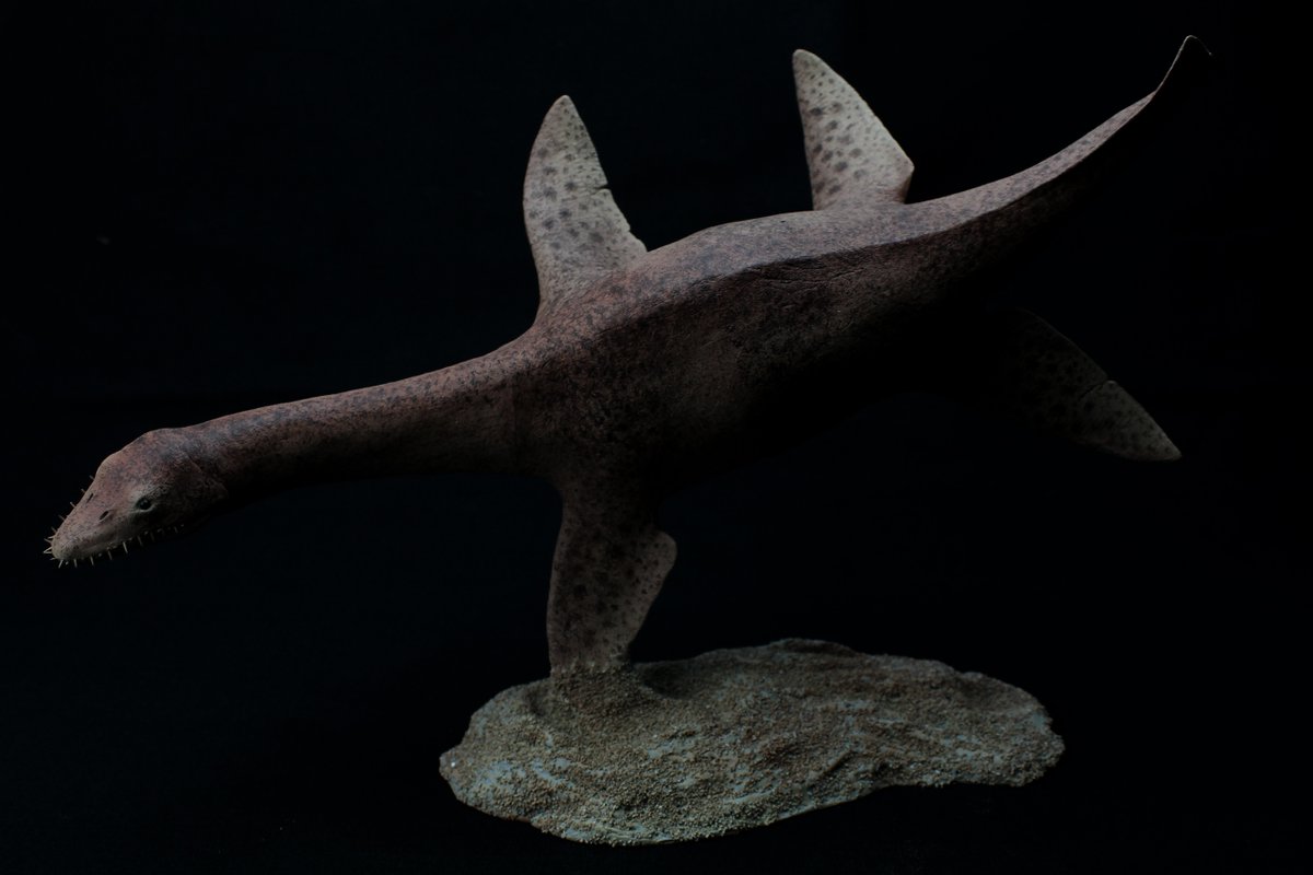 SedgwickMuseum's tweet photo. We're delighted to announce that our fantastic new Cryptoclidus model, by student and modelmaker @hiddenbeasts is up for @CambsMPO @MuseumsinCambs 'Object of the Year' Award. Visit https://t.co/EeJdYUGSYt before September 1st to vote! #cambridgeshire #museums #objectoftheyear https://t.co/O29zFJ8gJE