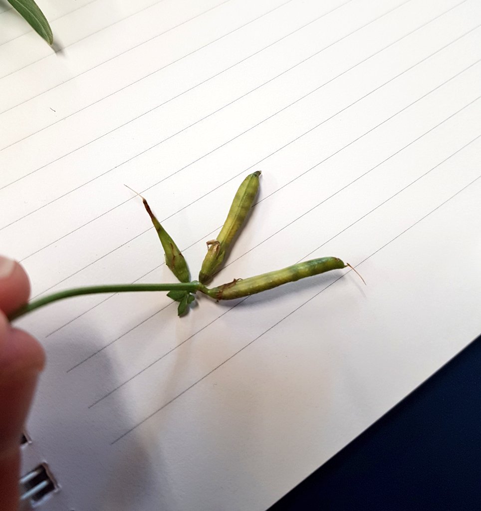 BioDataCentre's tweet photo. Anyone care to guess what #pea species this plant is? #QuizQuestion #Fabaceae #SummerAutumn2019 #WorkshopProgramme @WexfordBotany1 https://t.co/iq0RnPsilj