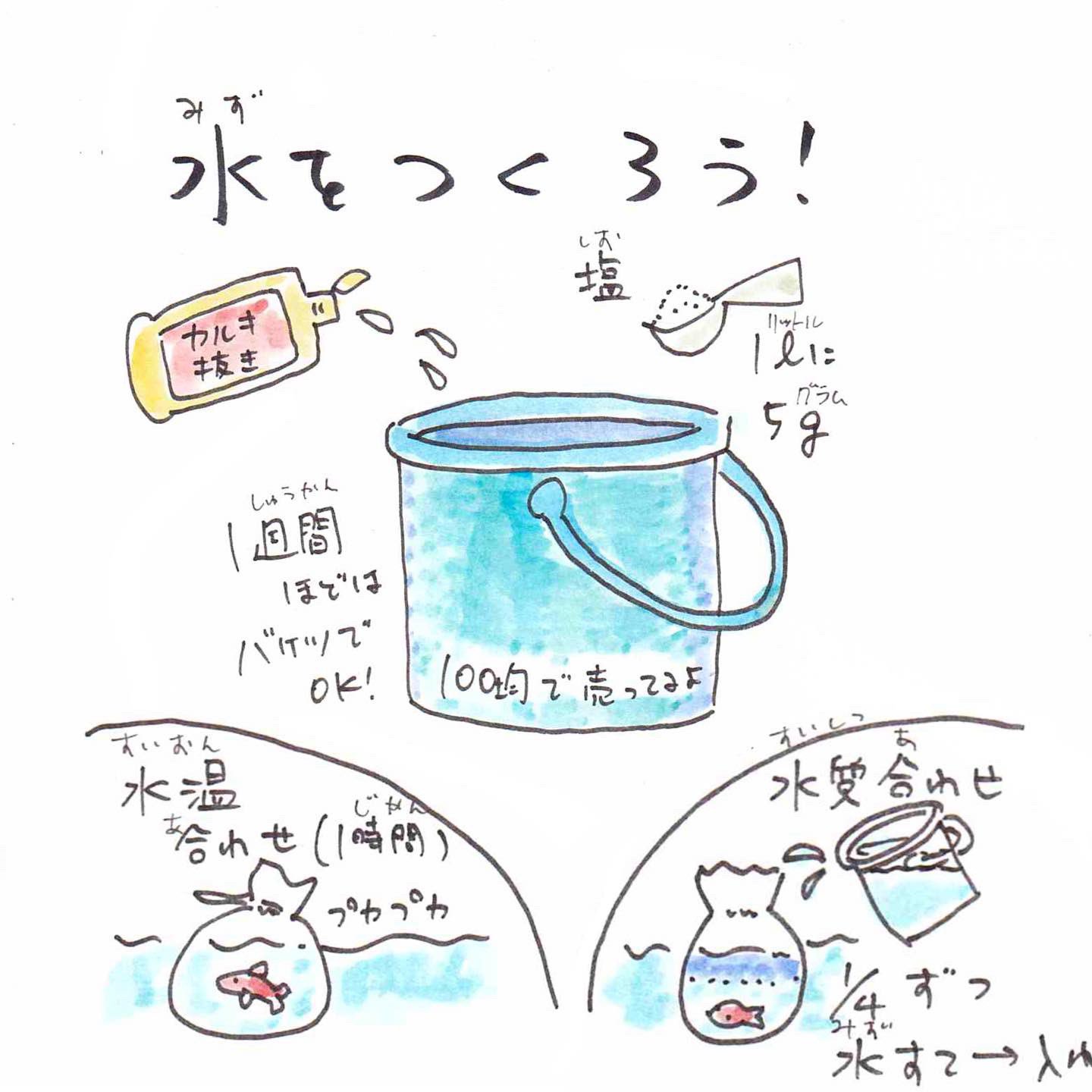 تويتر さかなのおにいさん かわちゃん على تويتر 金魚すくいの金魚 和金 の寿命は15年 長生きするには持ち帰り方が大事なのだ 金魚すくい 金魚 さかな四コマ T Co Wulrmg1xuk