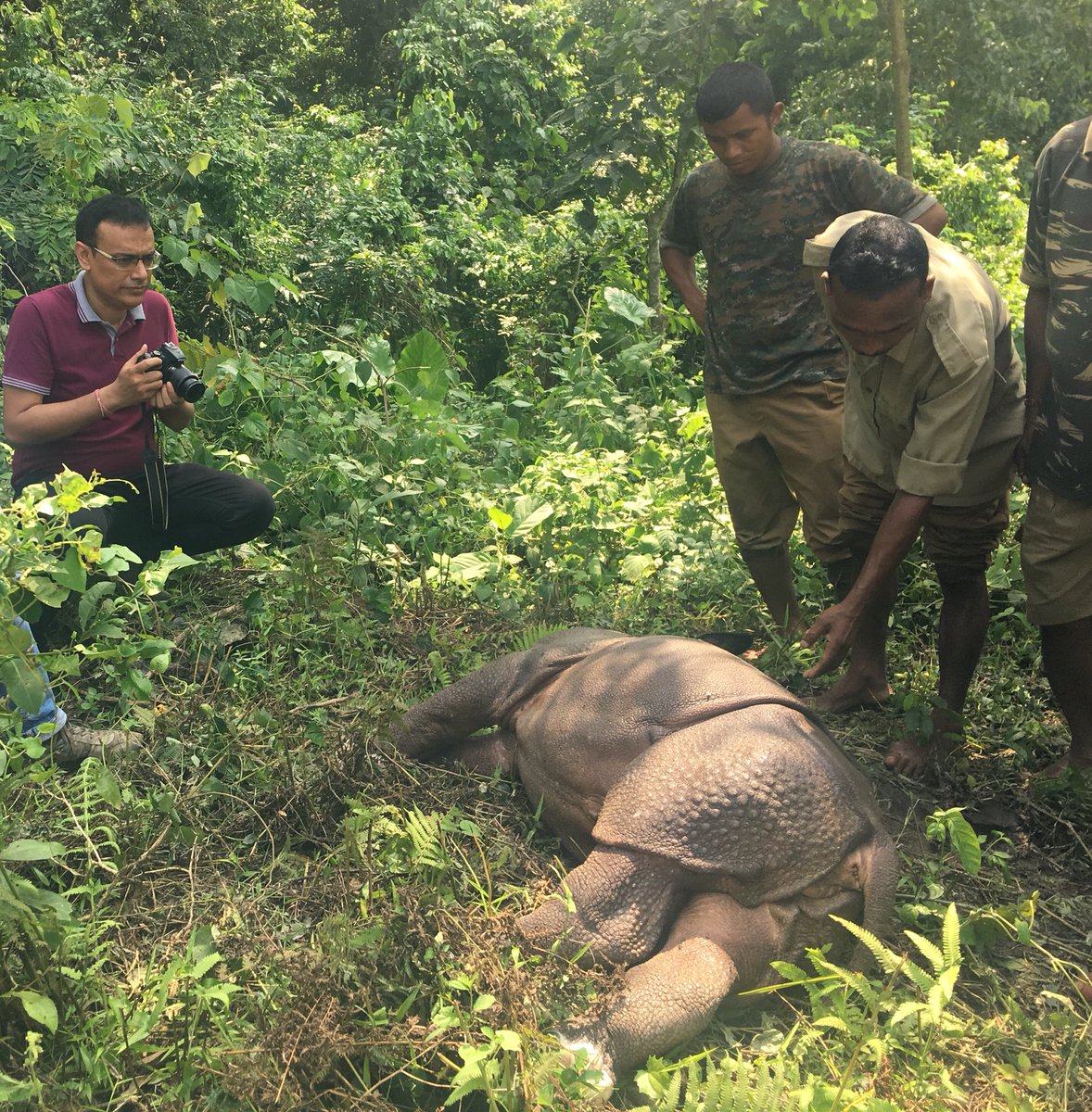 “Those who do not weep, do not see” 
— Victor Hugo
I spent 3 days in Kaziranga National Park, 90% of which was under water. 
I have no words to narrate the plight of the animals.
129 animals including 11 one-horned rhinos died in last 7 days (till 9 am, Saturday)
#AssamFloods