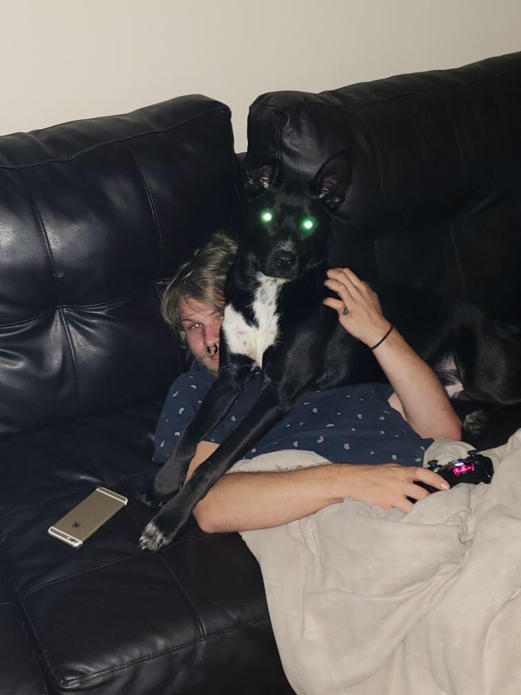 SatinaSpawn's tweet photo. Me: *goes to my mans house to snuggle him* 
His dog: https://t.co/bDglvOQDCn