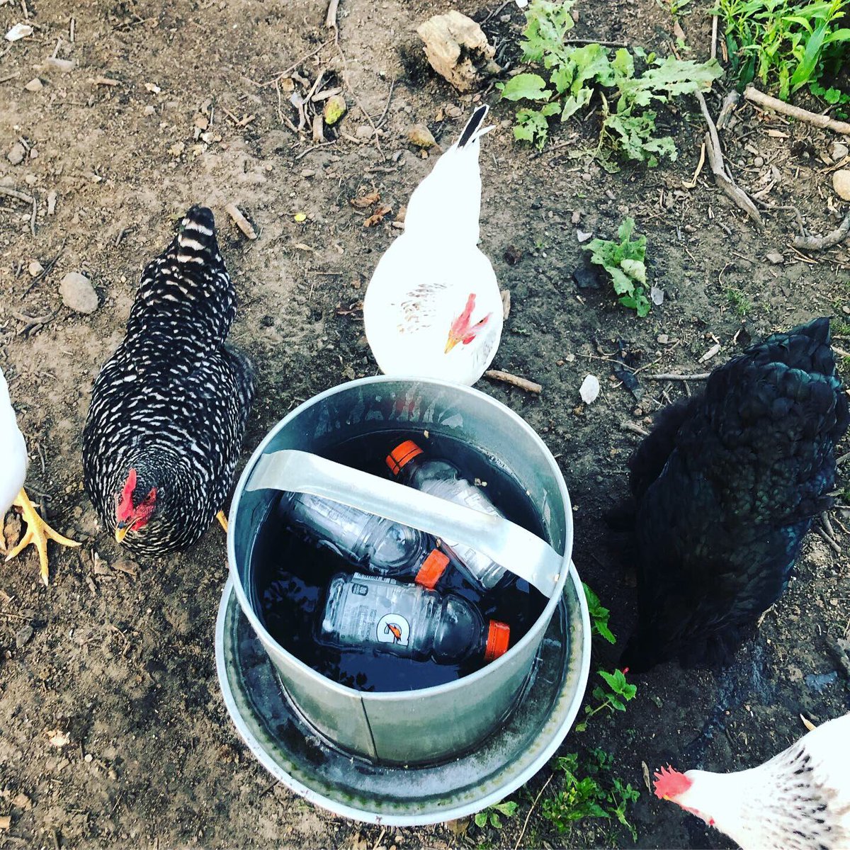 lhsplant's tweet photo. Woke up early to finish chores before the heat but man I’m already dying at 6:45!! Stay cool and hydrated!! 💦💦💦 https://t.co/emJomSHLAE