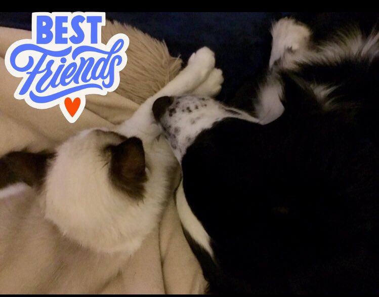 GeorgeColinRees's tweet photo. James the Cat is settling in quite well...... 🐱❤️ 🐶 

#bordercollie #kitten https://t.co/DgiNV2NGia