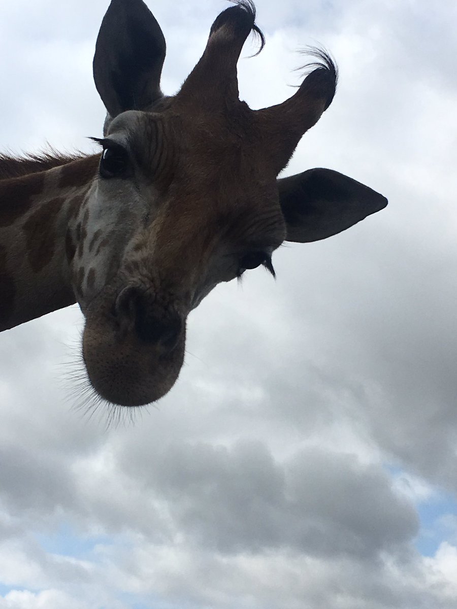 Soniadavison83's tweet photo. Good morning! Starting the school holidays @WestMidSafari #mammydaughtertime https://t.co/8J16HtoAKF