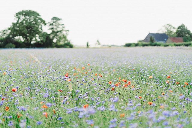 Alina_Cuerten's tweet photo. #Summermeadow https://t.co/t3dcwc2rsy https://t.co/AfvpiS8aE2