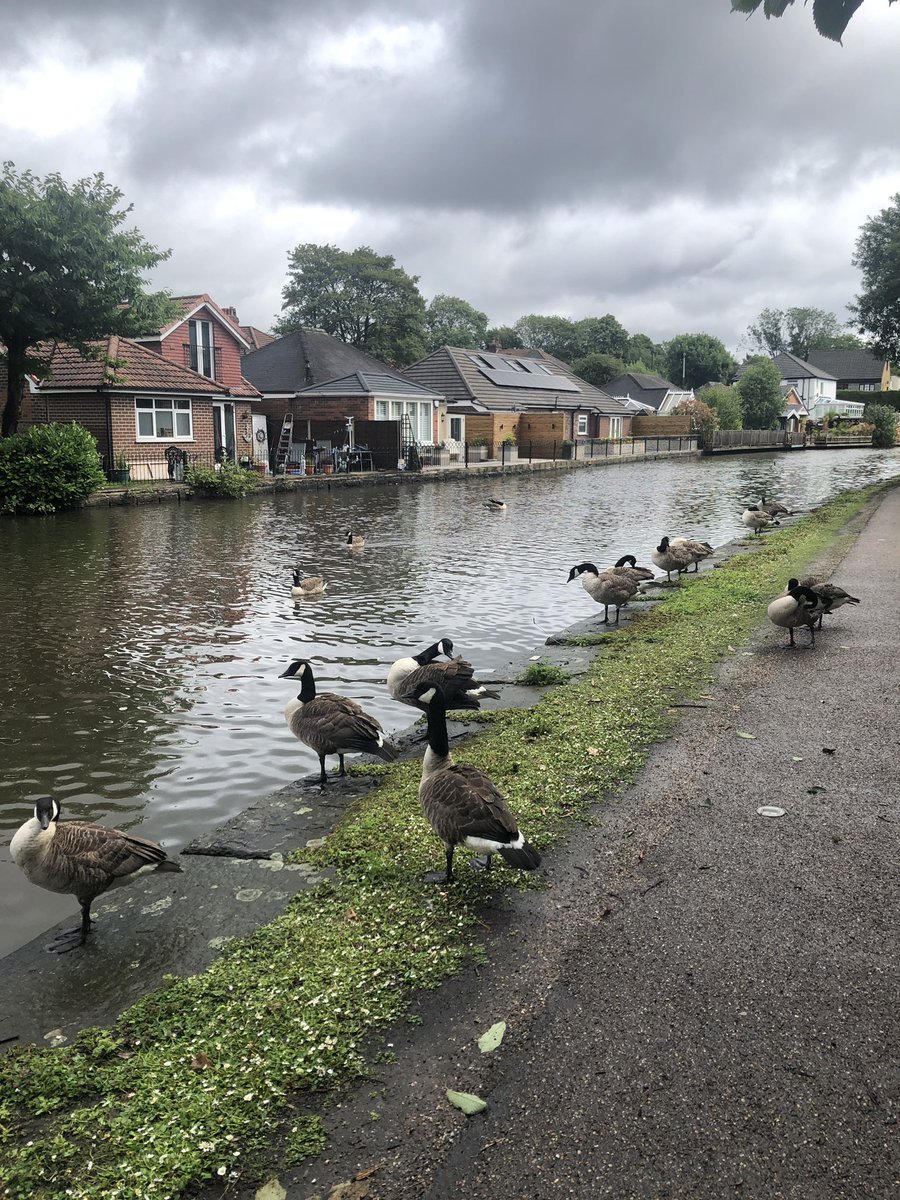 cllrcharlottem's tweet photo. Despite weather not being on our side (!) great morning volunteering with @CanalRiverTrust #Audenshaw #Tameside 🦆 https://t.co/wtw3jrWEyF