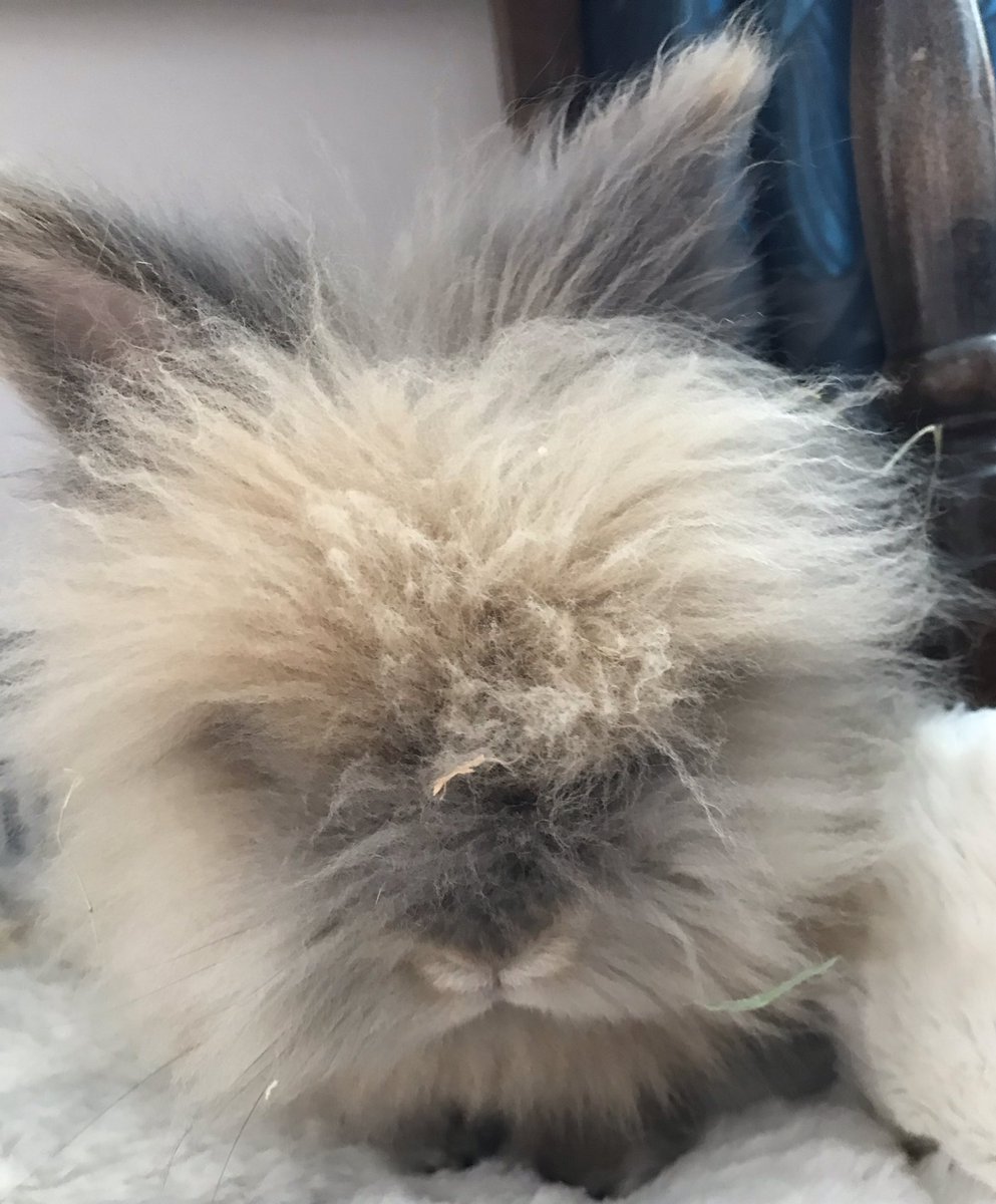 LudoCallTheRox's tweet photo. I was snoozing and lady hoom came over and I thought I was getting a treat but actually she just wanted to photo me 🤬 #where’sMyTreat https://t.co/YWE4KqNesG