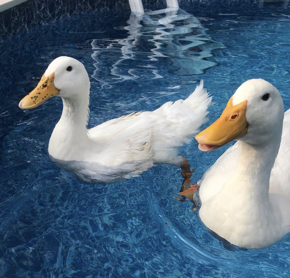 Duck Of The Day tweet media