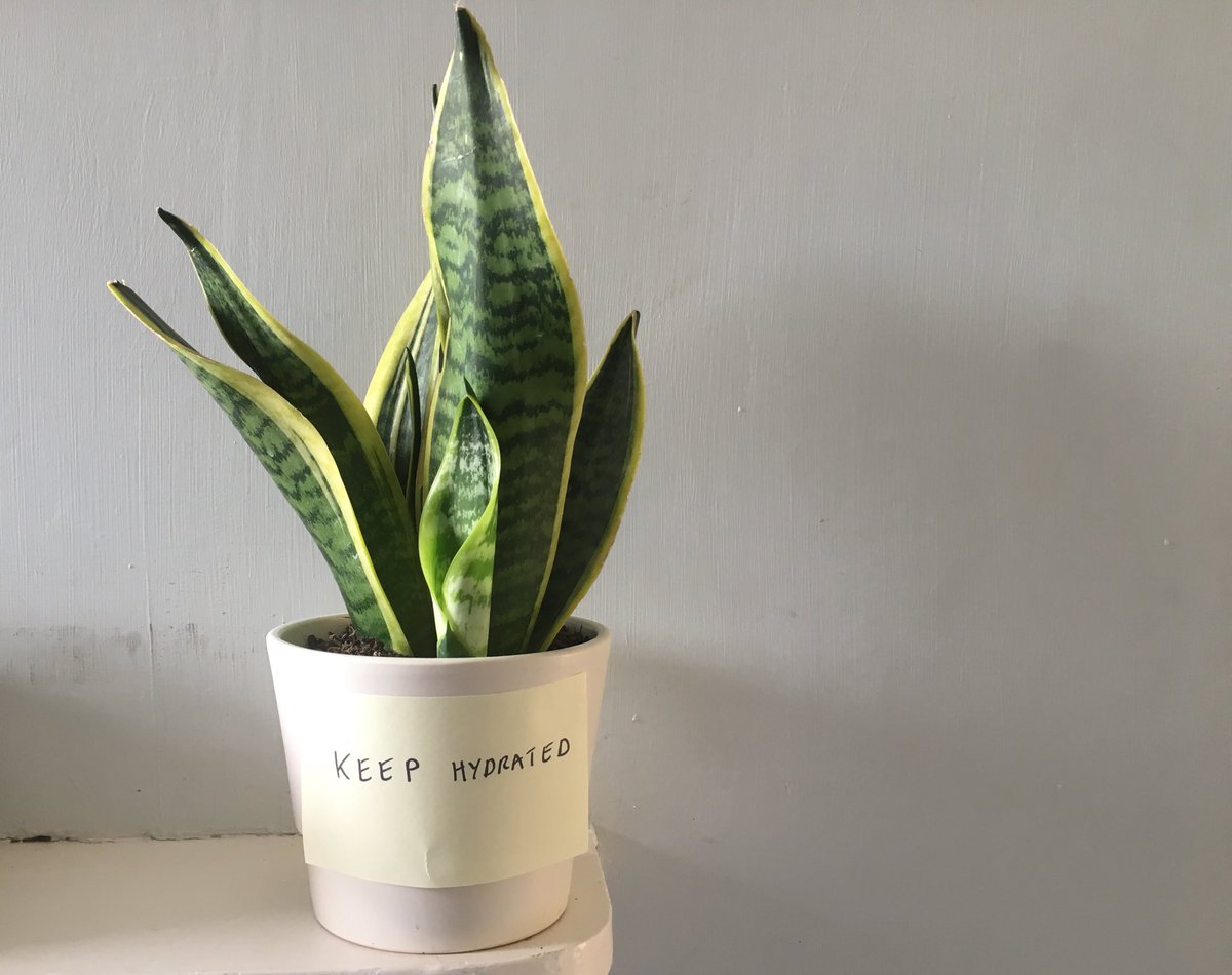 proverbproject's tweet image. Keep hydrated #plantproverbs