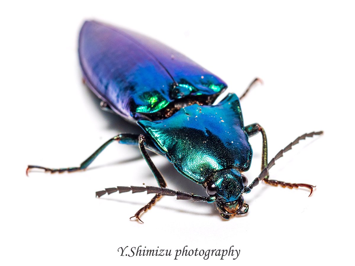 ノブオオオアオコメツキを白バックで 撮影してて楽しい虫😊 にしても美