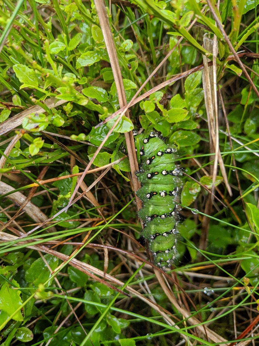 IsabelCommerfo1's tweet image. We found this amazing (slightly soaked) emperor moth caterpillar on our bog monitoring survey with @WildSheffield @HeritageFundUK @SheffieldLakes #data4nature #bogmonitoring #moths #caterpillar 🐛