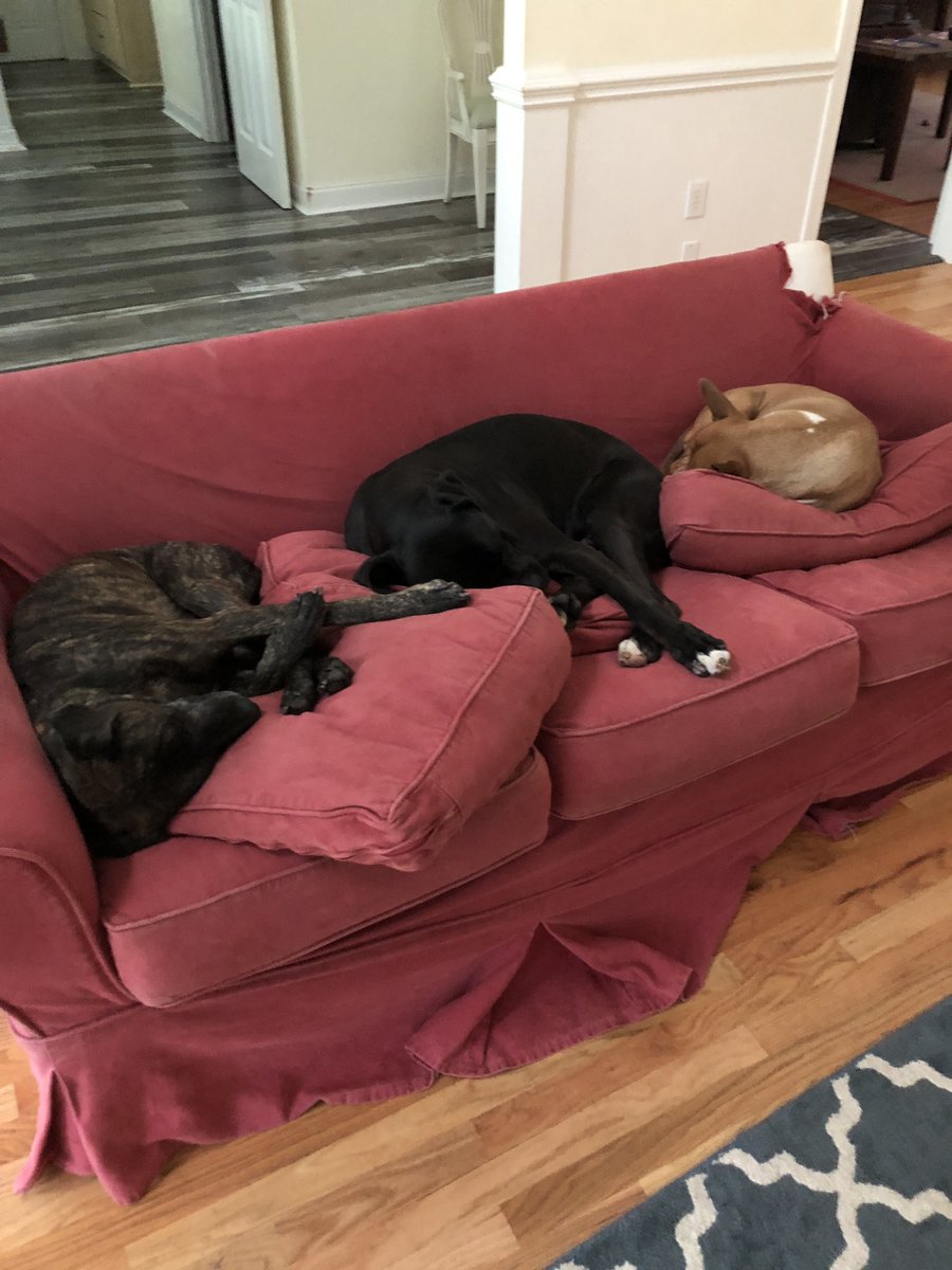 k9kayaks's tweet photo. @whiteboxerlayla @thepigeoncoup33 @BoxerDogUnion @dogcelebration @BoxerBond #SleepSaturday https://t.co/sciBM8Y9gR
