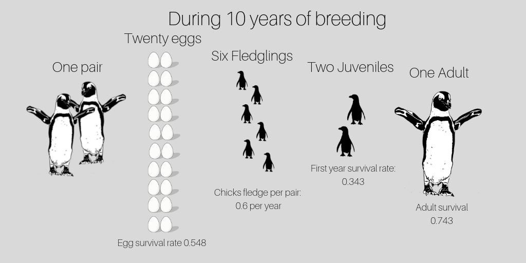 I am an African Penguin tweet media