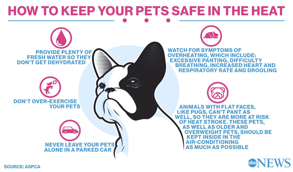 How to keep your pets safe and cool in a heat wave Scoopnest