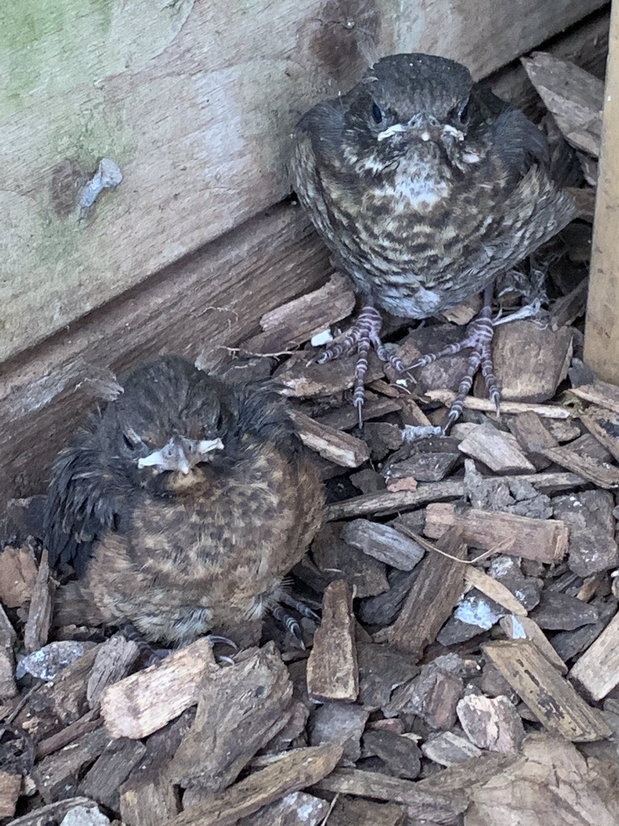 Our second brood of blackbirds have fledged. They’ve used the field shelter to find their wings until brave enough to venture into the big world.  Their baby feathers help them disappear amongst the wood chippings on the floor. They’ve still got the wide mouth look.