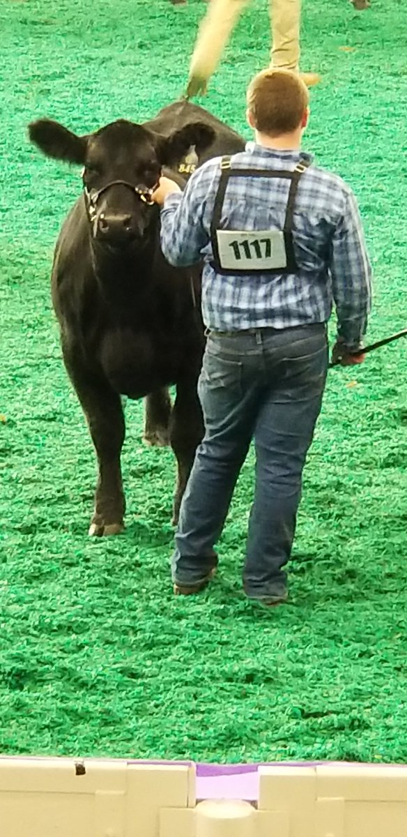 DayAngus's tweet photo. Another great female added to herd. FCF Nellie 845 #NJAS19 #stockshowlife https://t.co/qfUMgJB50D