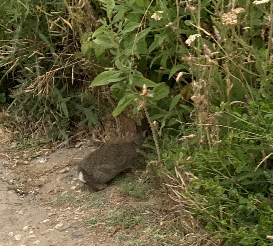 Bunny at the beach