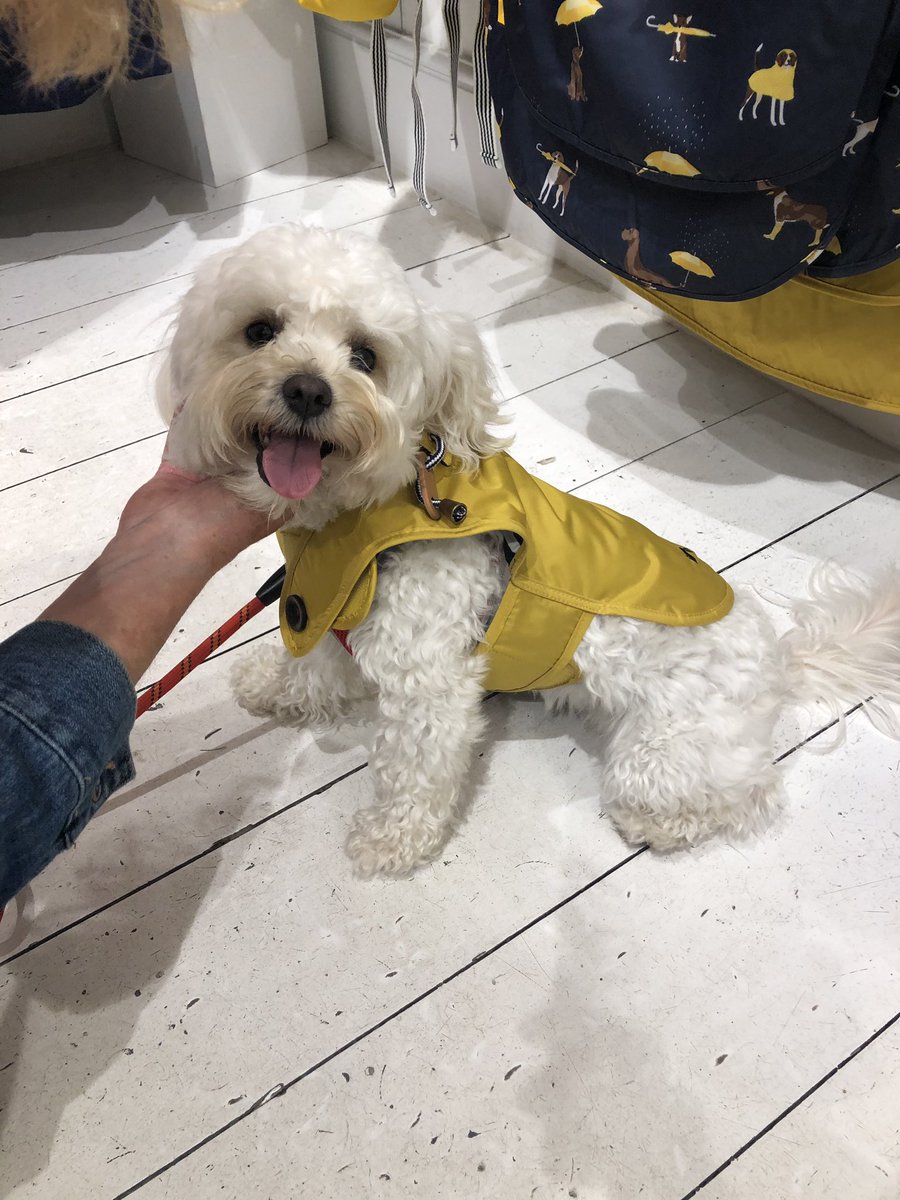 JoulesAldeburgh's tweet photo. How cute does our regular customer Peggy look in her coat we gifted her today?! #JoulesOfAldeburgh #RAOK #JoulesSummer #Joules #MakingMemories https://t.co/JFvEJk7Y7I