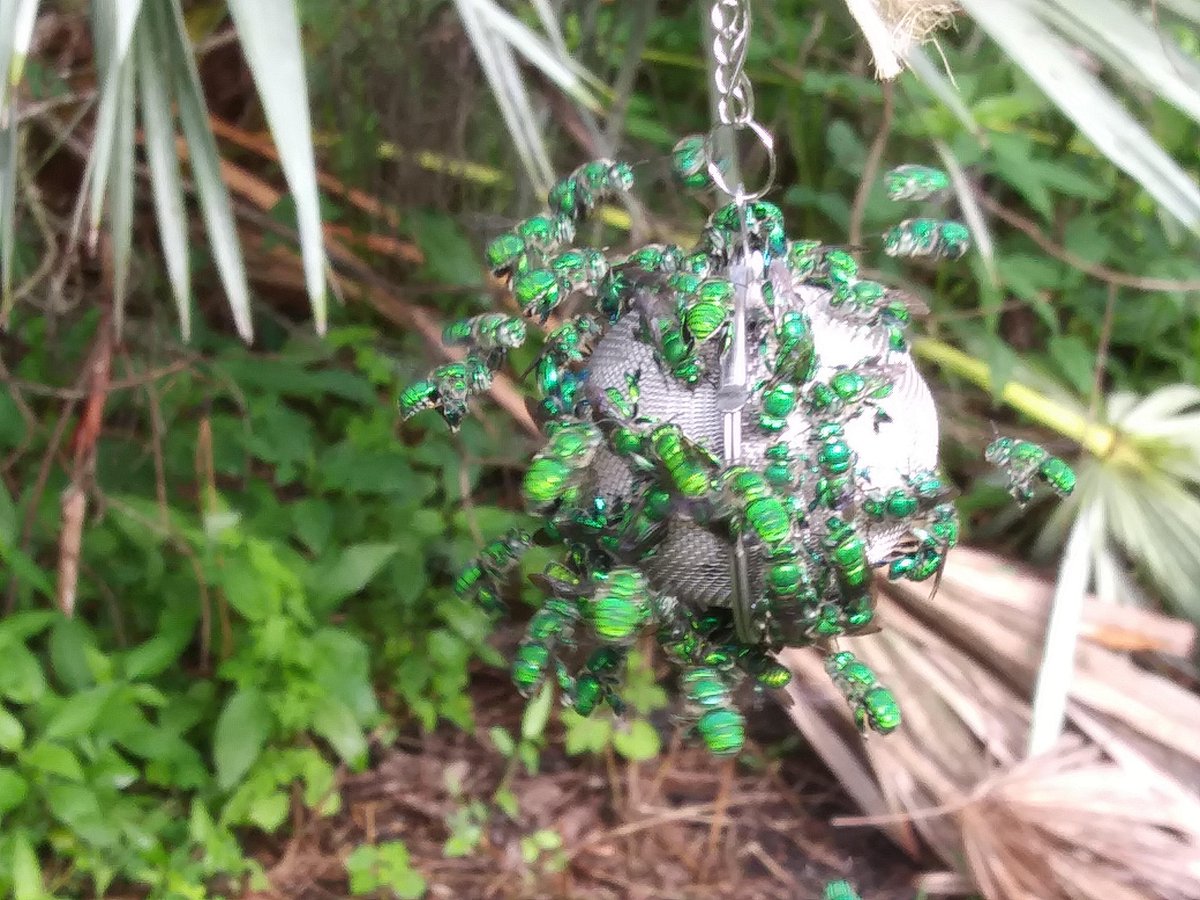 HarrisCenterEco's tweet image. #FieldworkUpdate from Andreia Figueiredo @FlamingoGardens in FL. Her study species, green orchid bees (Euglossa dilemma), aren&apos;t the only blue-green beauties interested in her @HarrisCenterEco and @stlzoo funded research, as you can tell from the curious peacock visitor!