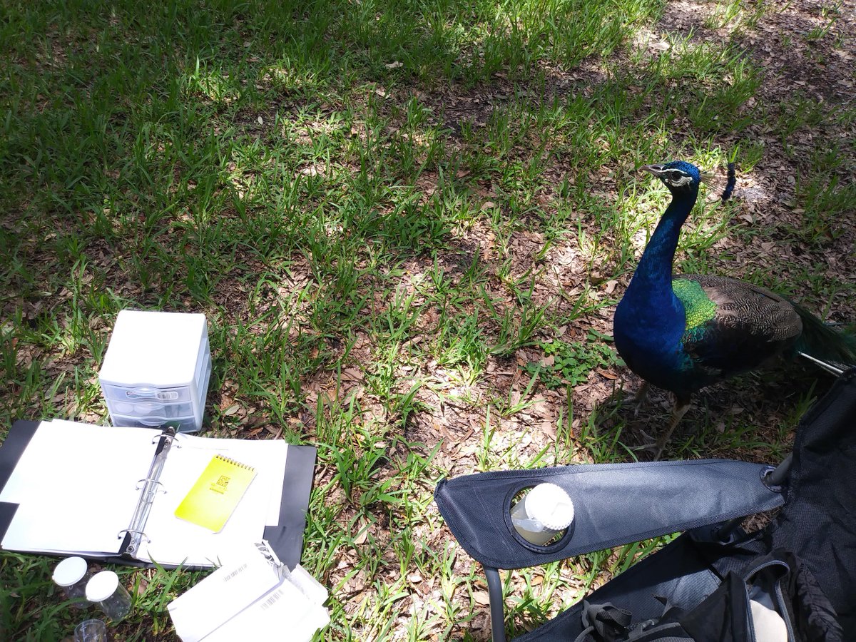 HarrisCenterEco's tweet image. #FieldworkUpdate from Andreia Figueiredo @FlamingoGardens in FL. Her study species, green orchid bees (Euglossa dilemma), aren&apos;t the only blue-green beauties interested in her @HarrisCenterEco and @stlzoo funded research, as you can tell from the curious peacock visitor!