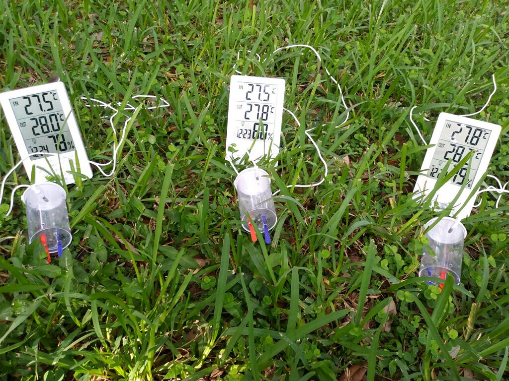 HarrisCenterEco's tweet image. #FieldworkUpdate from Andreia Figueiredo @FlamingoGardens in FL. Her study species, green orchid bees (Euglossa dilemma), aren&apos;t the only blue-green beauties interested in her @HarrisCenterEco and @stlzoo funded research, as you can tell from the curious peacock visitor!