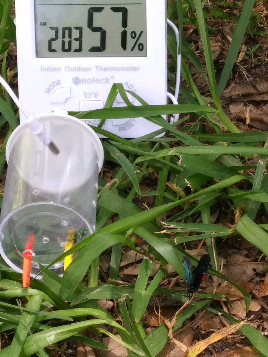 HarrisCenterEco's tweet image. #FieldworkUpdate from Andreia Figueiredo @FlamingoGardens in FL. Her study species, green orchid bees (Euglossa dilemma), aren&apos;t the only blue-green beauties interested in her @HarrisCenterEco and @stlzoo funded research, as you can tell from the curious peacock visitor!