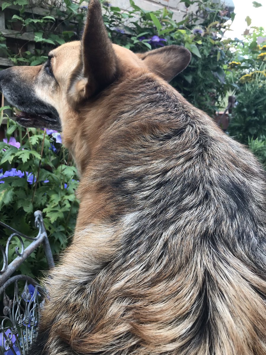 NicolaPartridg2's tweet photo. โNot enough room on the garden seat? No worries, Iโll just sit on your lapโ๐ฅด Cheers Clyde!
#GermanShepherdProblems
#BestDog
#AdoptDontShop https://t.co/bd90zE4qUQ