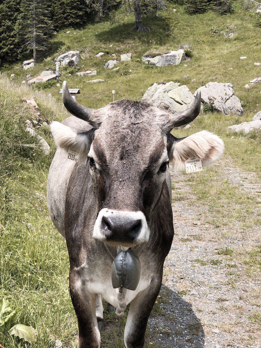 somewherefvg's tweet photo. Forse non tutti sanno che in #Pramollo, zona meravigliosa delle nostre montagne, c’è chi produce il formaggio come una volta, utilizzando strumenti e tecniche dei nostri bisnonni: Malga Tratten. Leggi il nostro racconto! 👉🏻https://t.co/oacziTYBZw #somewherefvg #fvglive https://t.co/MUYGDACdDg