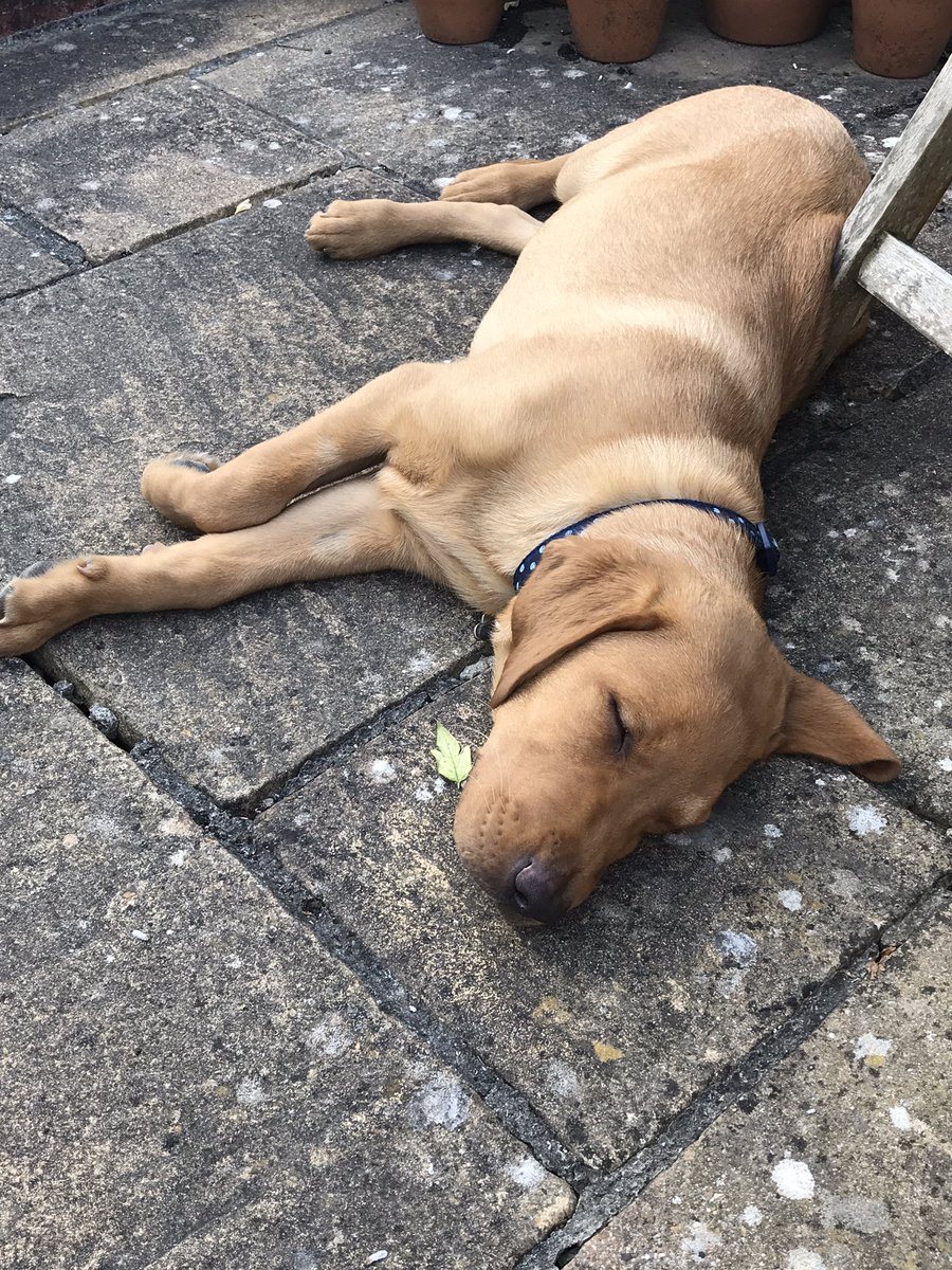 ex_major's tweet image. After a nap in the dying embers of the sun, #Bertie has done that #redlab trick of mind-reading and knows it’s time for a bite to eat.