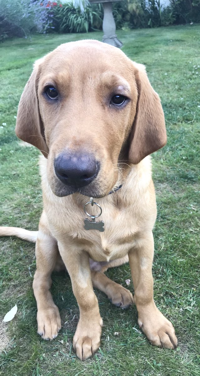 ex_major's tweet image. After a nap in the dying embers of the sun, #Bertie has done that #redlab trick of mind-reading and knows it’s time for a bite to eat.
