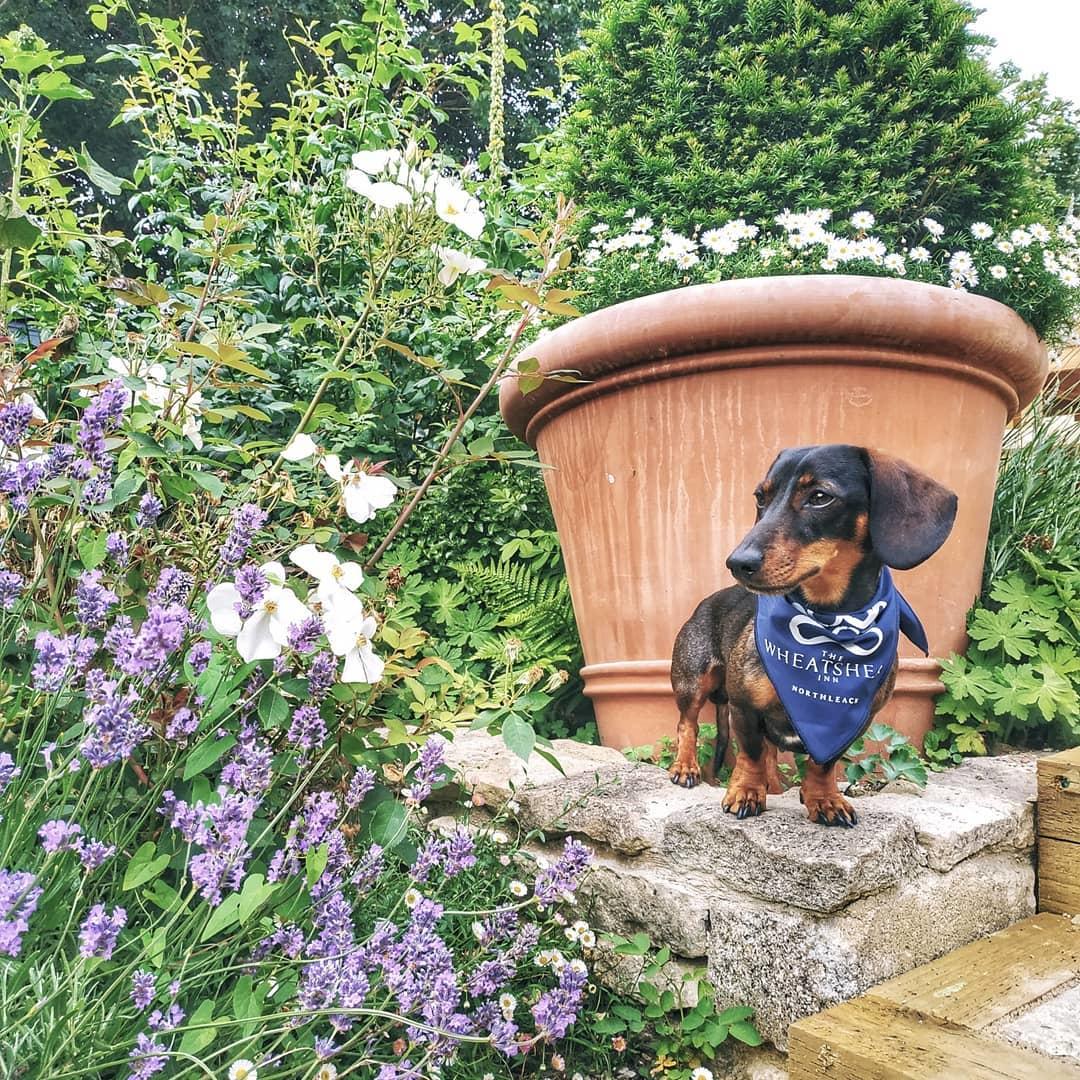 WheatsheafGL54's tweet photo. With our new ‘Put your paws up’ overnight package, your pooch will receive a goodie bag featuring @PawNaturel shampoo, @LilysKitchen treats and much more 🐾

Full details 👉 https://t.co/gEoisgMTCU

(📷: charlie.sausagedog)

#theluckyonion #dogfriendlyhotel #thewheatsheafinn https://t.co/ZlnINgtooR