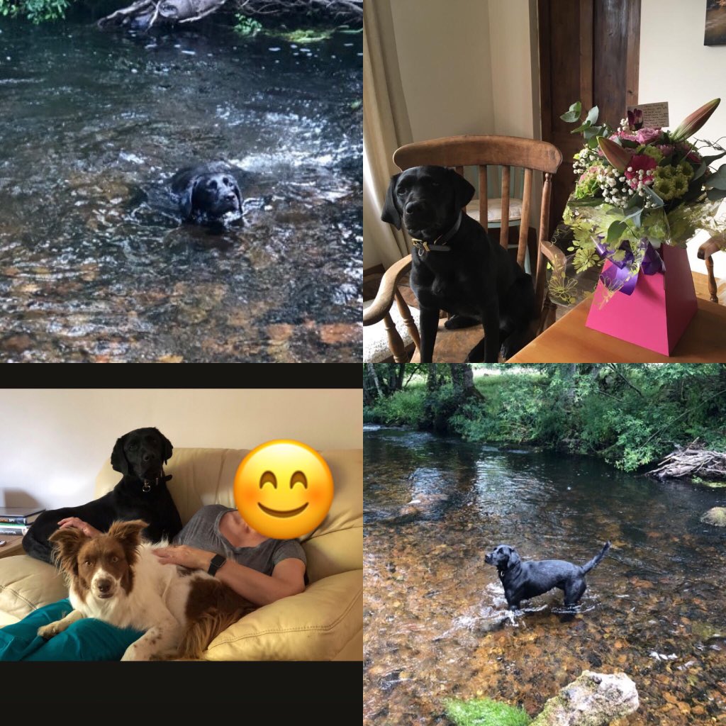 amydeemo's tweet photo. #SaturdaySmiles Received some lovely photos of Lilly today. I think itโs safe to say she is a very happy, spoilt girl who has fallen on her paws ๐๐ถ๐ #PDToPet #LillyTheLoonyLab #HappyGirl https://t.co/g0bBFoYEUN