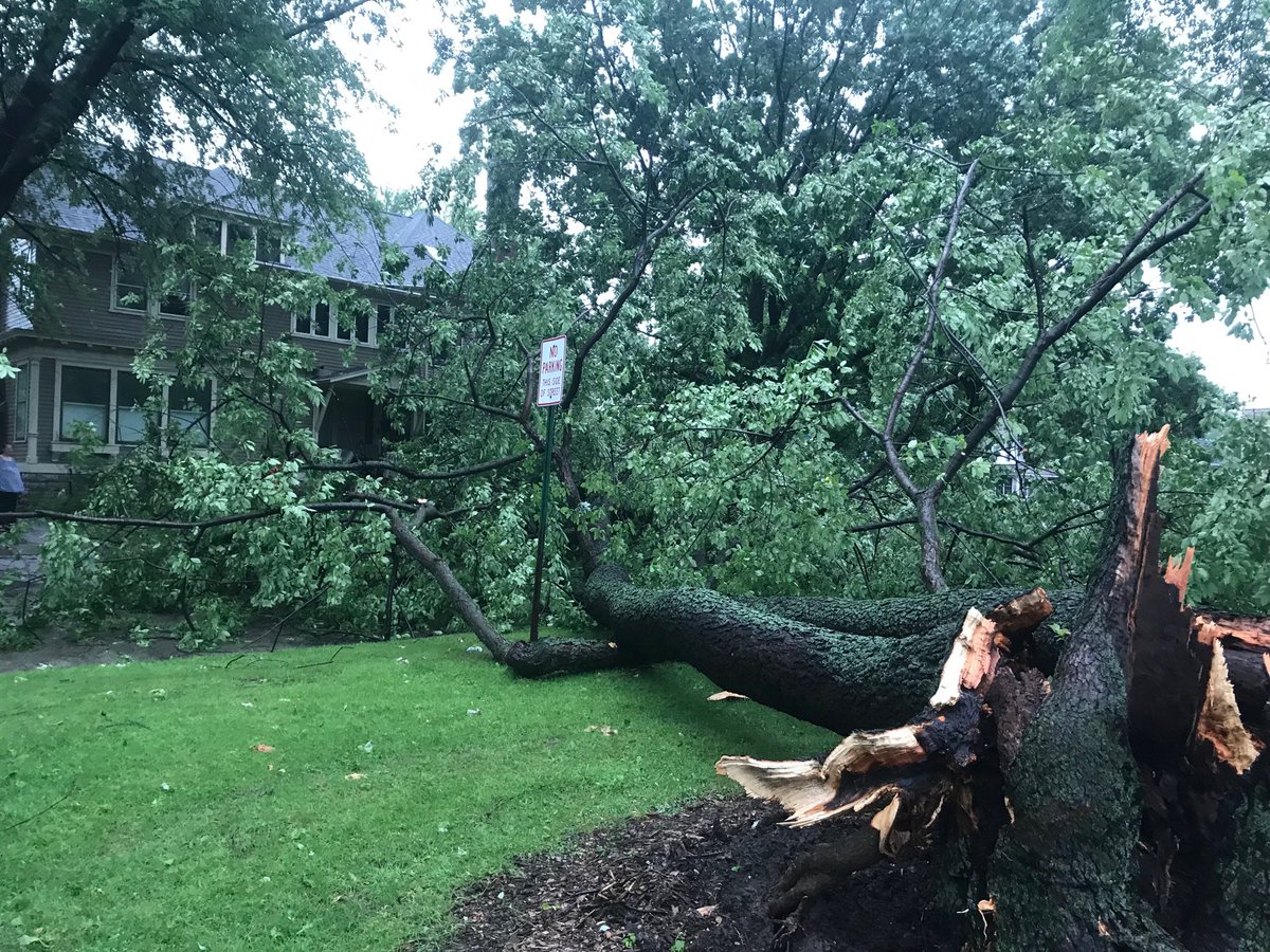 A view from our front porch!  There’s a car under this tree.