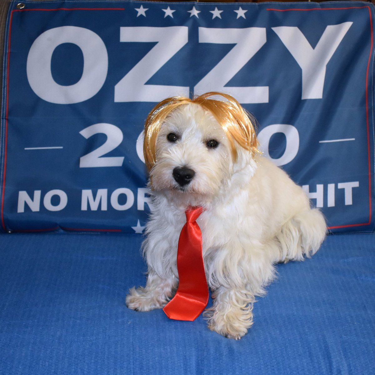 OZZY THE WESTIE (@ozzywestiedog) on Twitter photo 