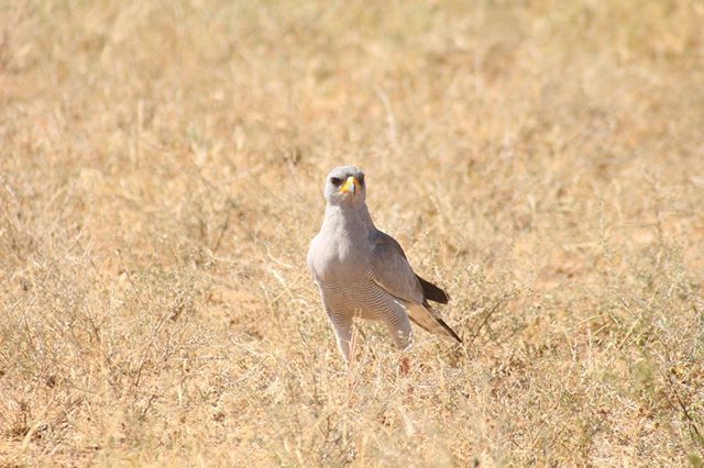 flashmctours's tweet photo. The diversity and abundance of Tanzania’s wildlife remains to be one of the most captivating in the entire world. ⁠
⁠
Get in touch for more details!⁠
⁠
#FlashMCTours #AfricanSafari #KenyaSafari⁣ #africansafari #africanwildlife #ig_africa #african… https://t.co/ErhBuL53zf https://t.co/6d3FMEDjoA