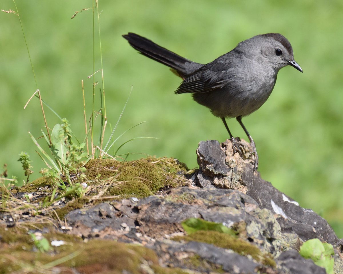 laurawolfartist's tweet photo. #greycatbird #songbird #passerine #cute #dapperdandy #nature #wildlife #animals #photo #nikon #bird #featheredfriends #birding #birdwatching #wild #newyork https://t.co/MtHB7vRnAZ