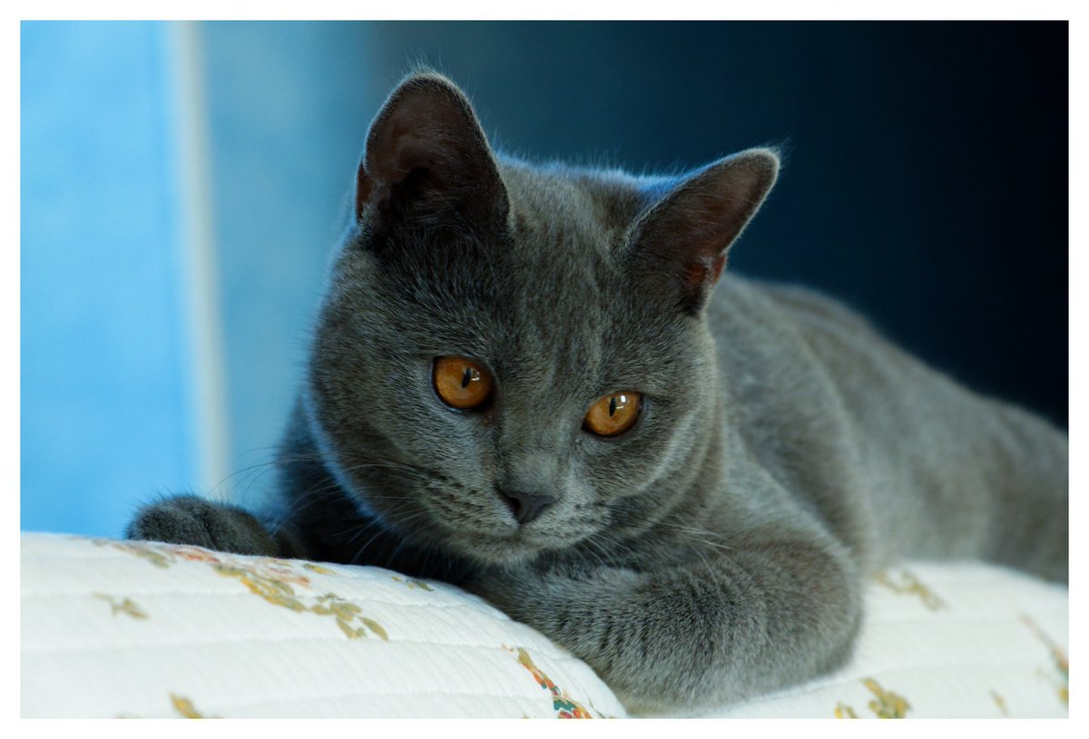 IciDuSud's tweet photo. #jeudiphoto #cat #chat #chartreux #poupy #icidusud https://t.co/KQIlWqAQLM