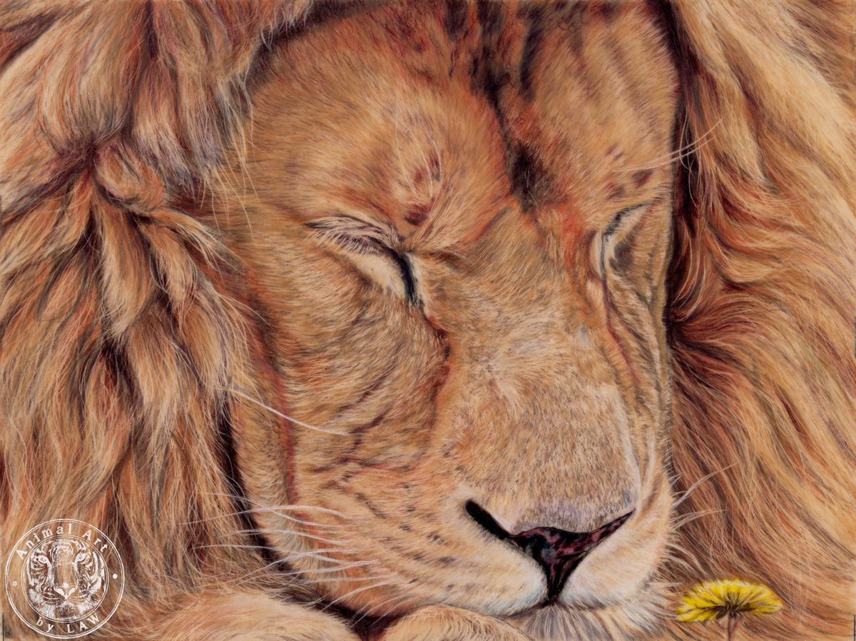 Finally finished my piece for the Invitational collection of the @realafrica #ExplorersAgainstExtinction #SketchForSurvival Exhibition & auction later this year! Dandy Lion is all @derwentart #Lightfast #colouredpencils on drafting film. Full video tutorial is on my @Patreon