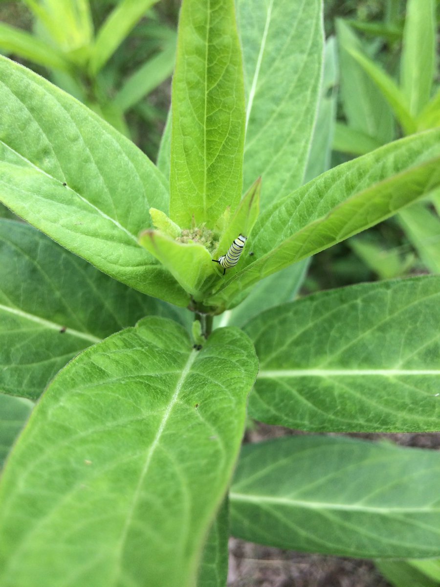 Mission_Monarch's tweet photo. Our first caterpillar at the #WilsonTuscaroa State Park Monarch Butterfly WayStation! Go Western NY!!  @NYstateparks @journeynorthorg @MonarchsJV @monarchwatch @NiagaraPkPrgms @savemilkweed https://t.co/5cvom5ggYu