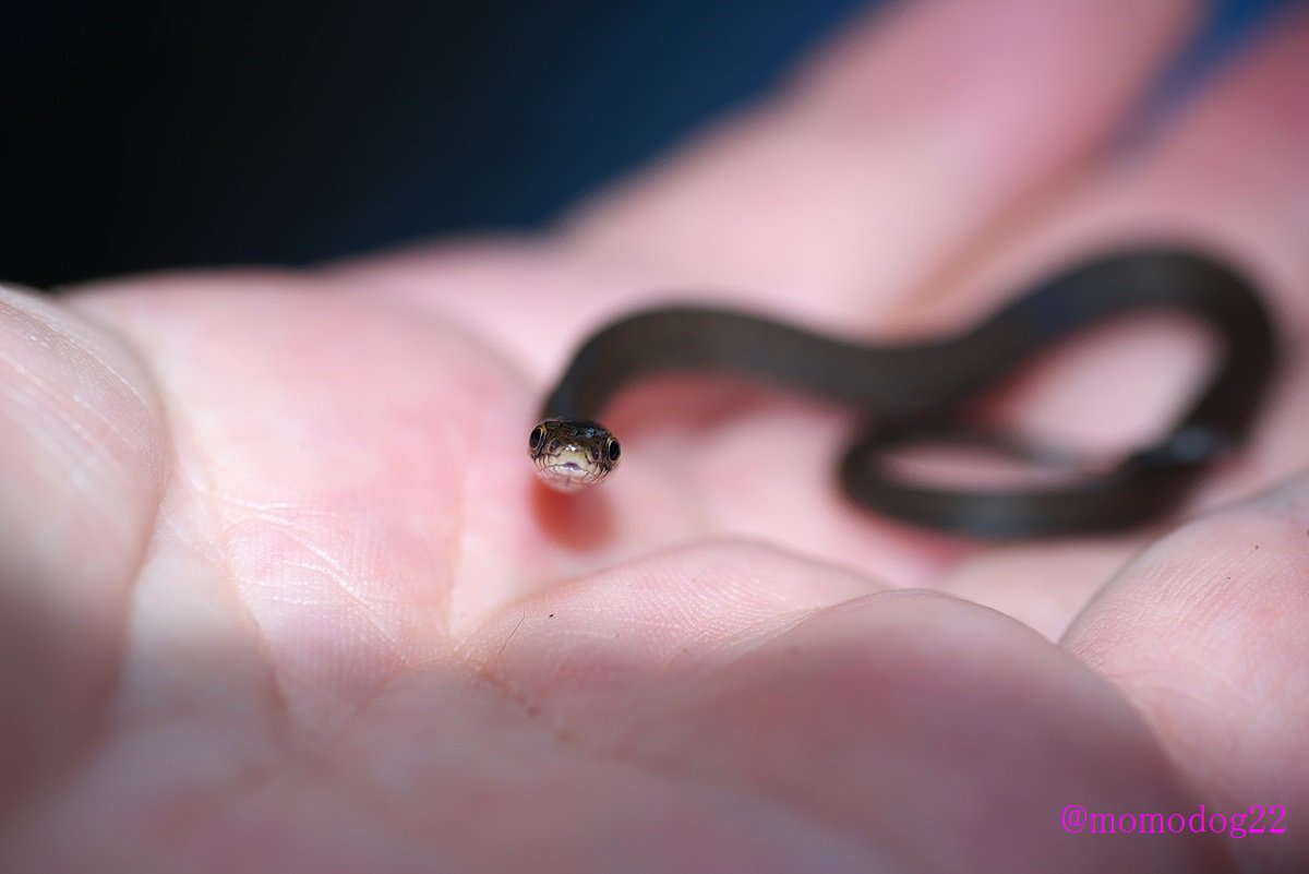 もも ヒバカリの幼蛇 成体でも小さくてかわいいヘビなのに 子ヘビはとてつもなくかわいい 7 17撮影 T Co Vyepqhqtj3 Twitter