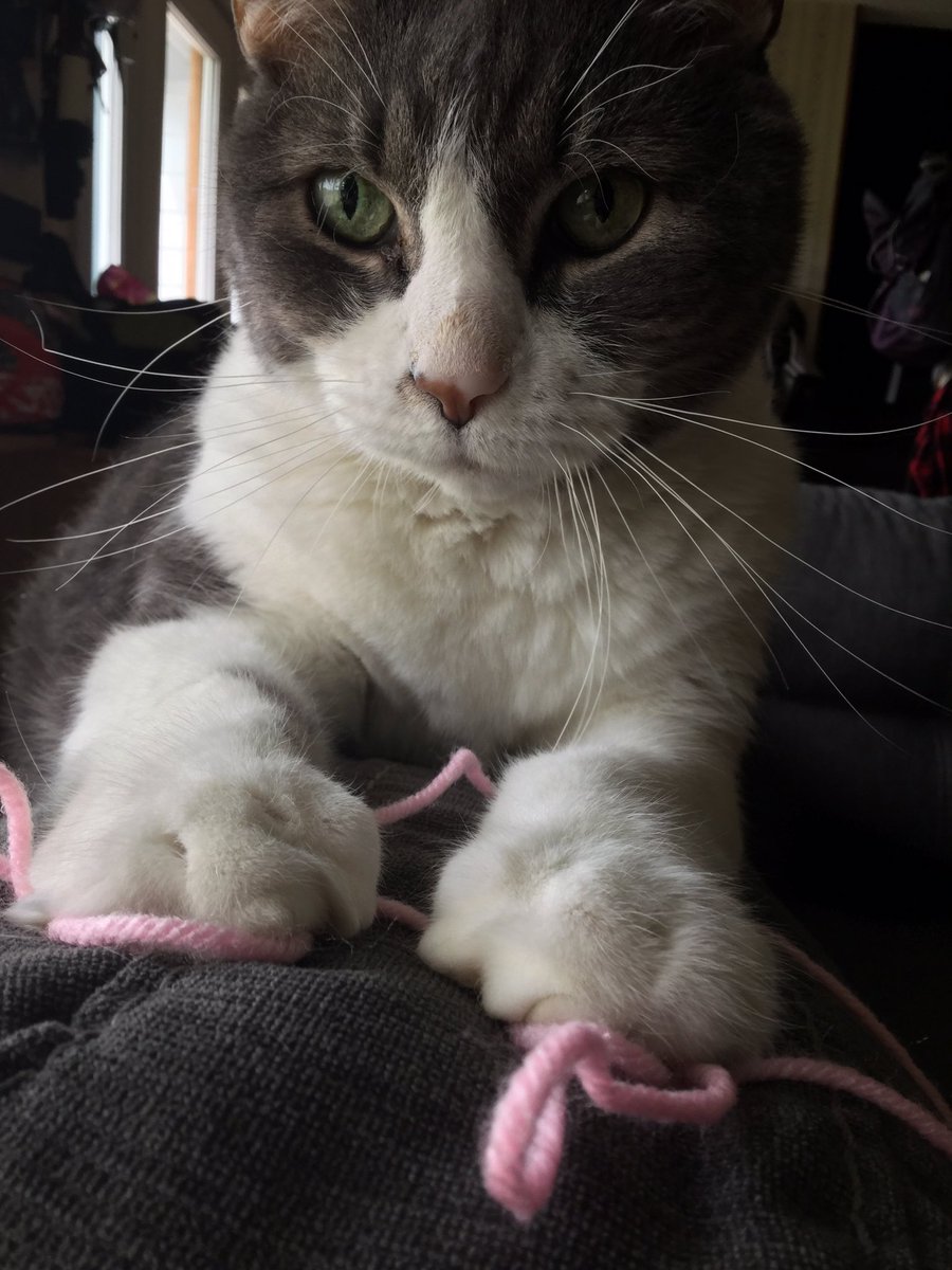 jvlibrarian's tweet photo. Sooo. Itβs kinda hard to crochet when BooBoo wonβt let go of the yarn. #kittyproblems #crochet #caturday https://t.co/BdGyt0vMMD