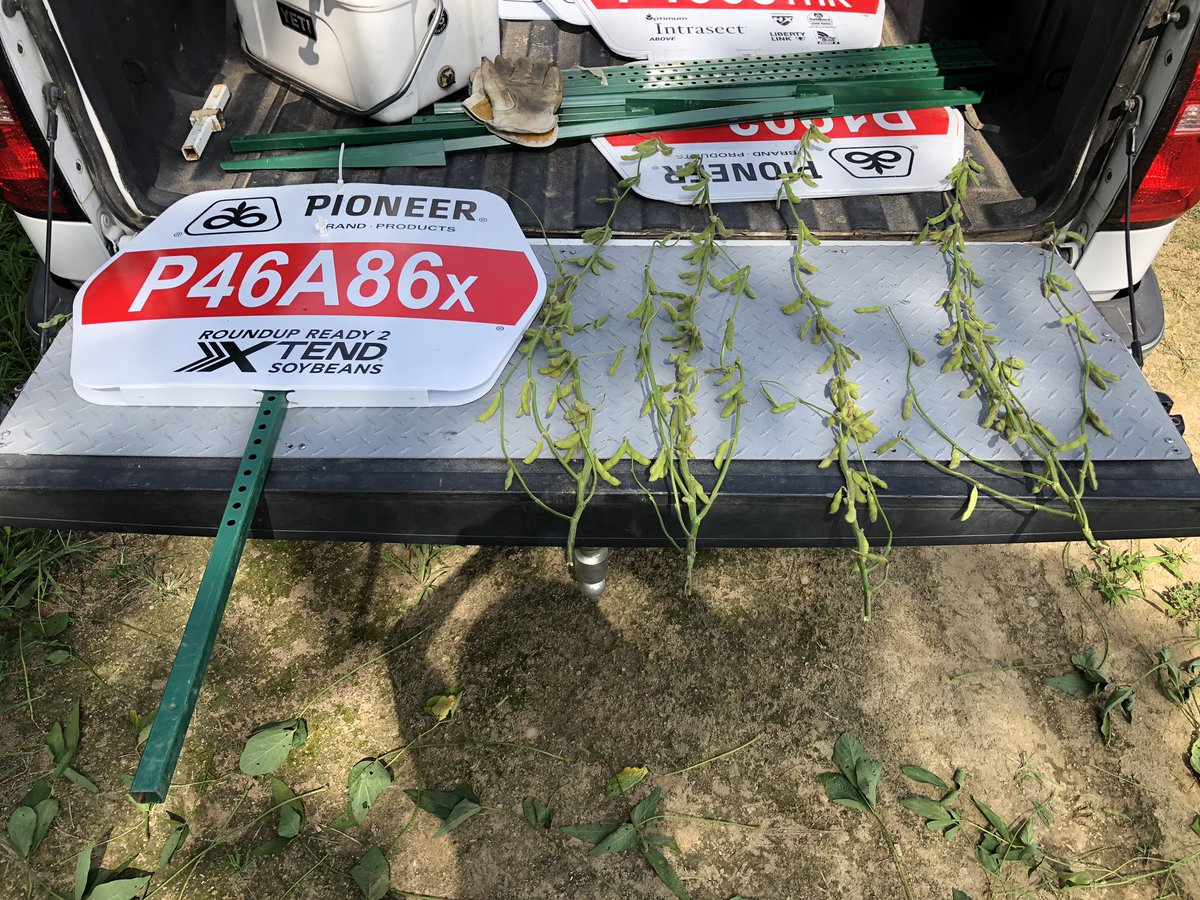 2020 will see a lot of this new offering get planted.  4 consecutive plants pulled and avg of 66 pods per plant.  That’s 100 BPA type plants.  Dicamba conversion of 46A16R. Widely adapted, high yielding, superb grain quality option for the farm. <a href="/PioneerSeeds/">Pioneer Seeds U.S.</a> <a href="/corteva/">Corteva Agriscience</a>