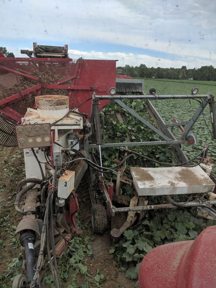 mcg_farms's tweet photo. Pickle harvest is in full force ! What a difference from last year's excessive vine and rain every harvest day! They are coming your way @Picklestation #pickles #cucs #ontag #pikrite https://t.co/Vm15Zj1JfO