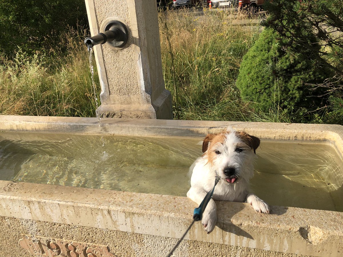 Iliandir's tweet photo. Weekend walkies with #mansbestfriend #simplethings #dogsoftwitter ❤️🐶 https://t.co/czwD8uJd38