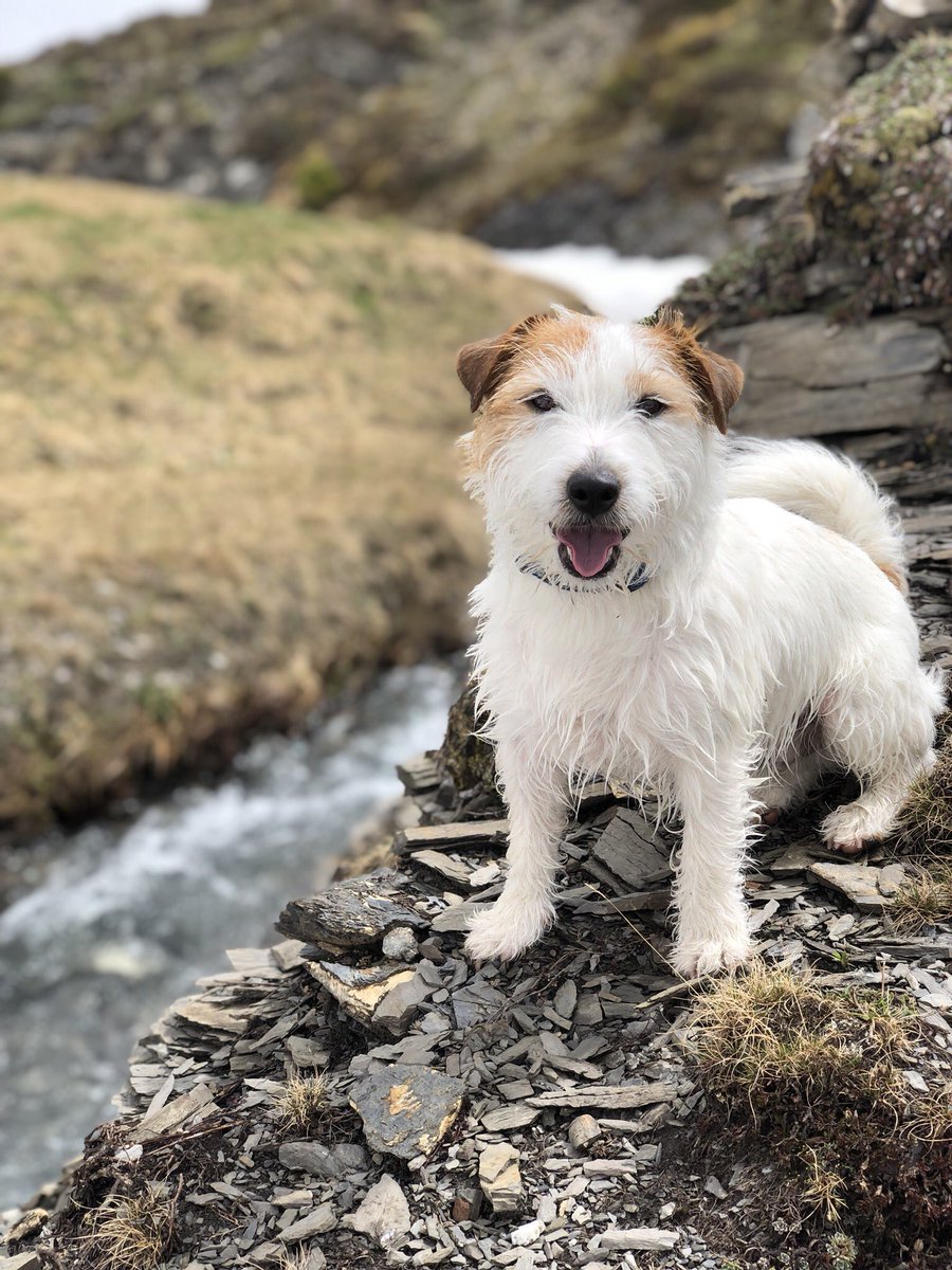 Iliandir's tweet photo. Weekend walkies with #mansbestfriend #simplethings #dogsoftwitter ❤️🐶 https://t.co/czwD8uJd38