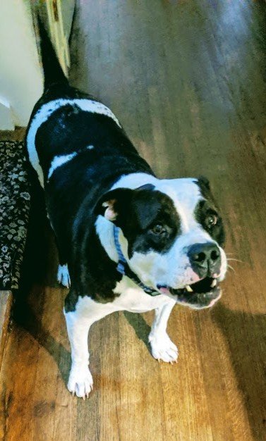 MLIStewart's tweet image. Blah, blah, blah...always talking about something...  #MyDogs #OneOfFive #Isaac