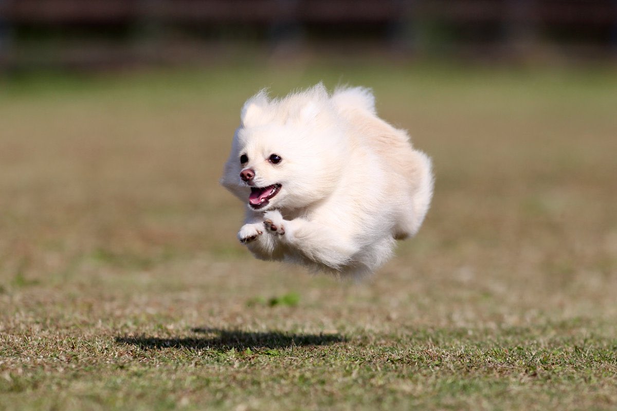 飛んでる犬の写真で元気になりたい Togetter