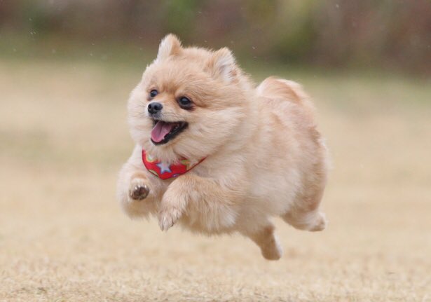 Uzivatel Sali Na Twitteru みんな 飛んでる犬でも見て元気だそうぜ Uzivatel Sali Na Twitteru みんな 飛んでる犬でも見て元気だそうぜ