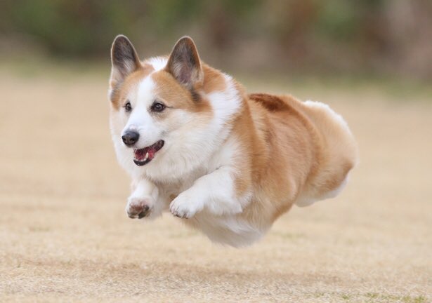 飛んでる犬の写真で元気になりたい Togetter