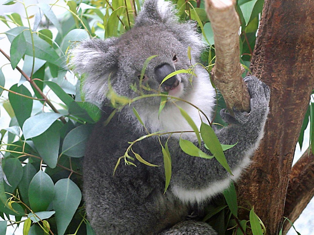 たまもかる コアラの好物ユーカリ樹 コアラは タンニンなどを含むユーカリやアカシアなどの葉や芽を食べる オーストラリア 東部の森林に住む コアラ科で唯一種の有袋類である コアラ 有袋類 ユーカリ アカシア オーストラリア T Co